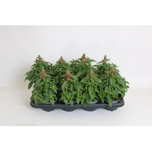 Antirrhinum Majus rose