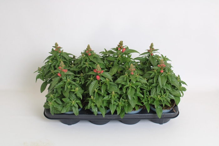 <h4>Antirrhinum Majus rose</h4>