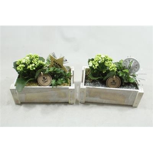 1880 HOUT WIT KISTJE HNY