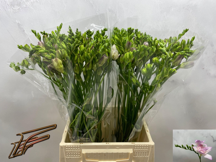 <h4>FR DU ROSARIO</h4>