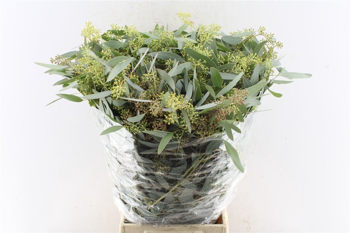 Euca Populus Berry 300 Gram Promo