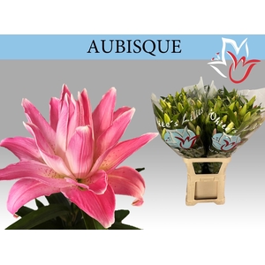 LI OR DU AUBISQUE