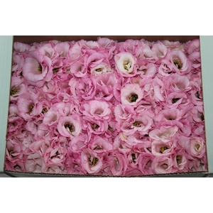 LISIANTHUS FLOR ROSA