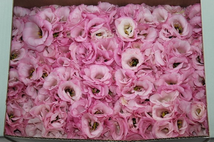 <h4>LISIANTHUS FLOR ROSA</h4>