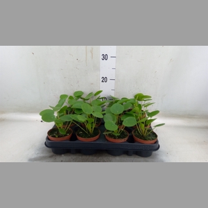 Pilea peperomoides