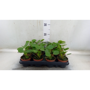 Pilea peperomoides
