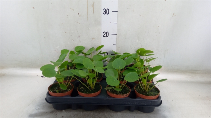 <h4>Pilea peperomoides</h4>