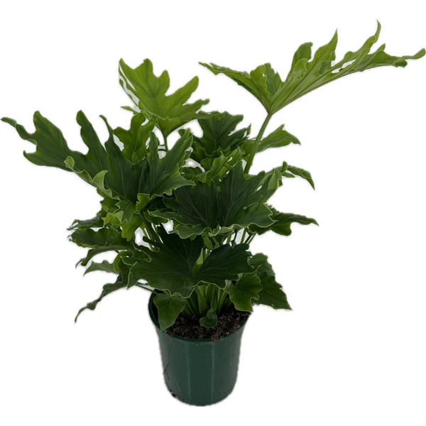 <h4>Philodendron selloum Hope p19</h4>