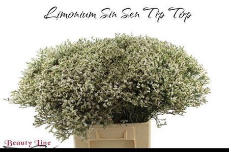 <h4>Lim Sin Sen Tip Top</h4>