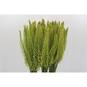 Eremurus Yellow Rebel