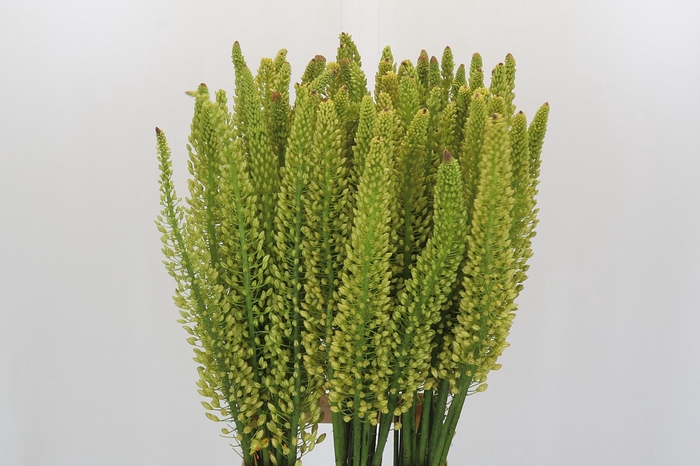 <h4>Eremurus Yellow Rebel</h4>