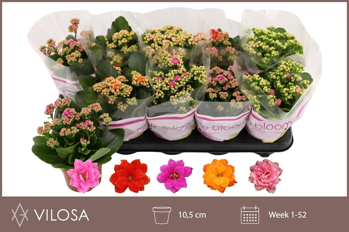 <h4>KAL GE GEM 5 KL</h4>