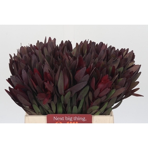 Leucadendron Saf Sunset Dark R.