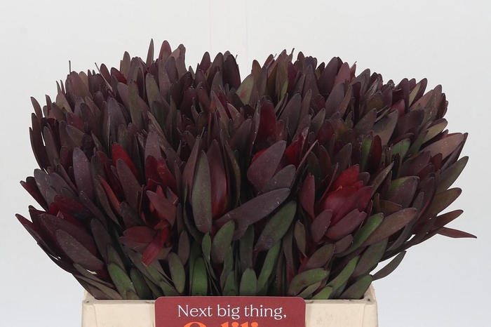 Leucadendron Saf Sunset Dark R.