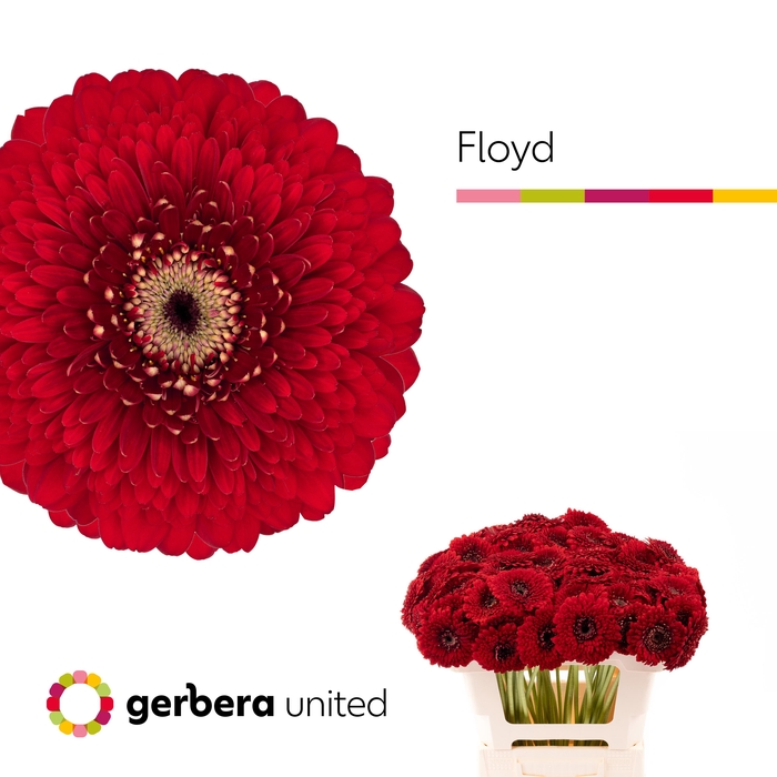 <h4>Germini Pomponi Floyd Water x60</h4>