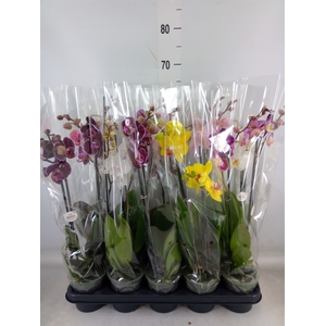 Phalaenopsis   ...mix