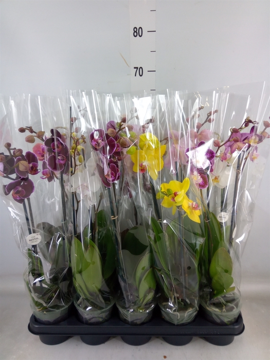 <h4>Phalaenopsis   ...mix</h4>