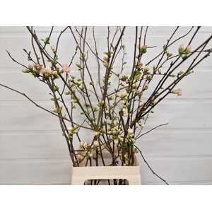 CHAENOMELES APPLE BLOSSOM 065CM