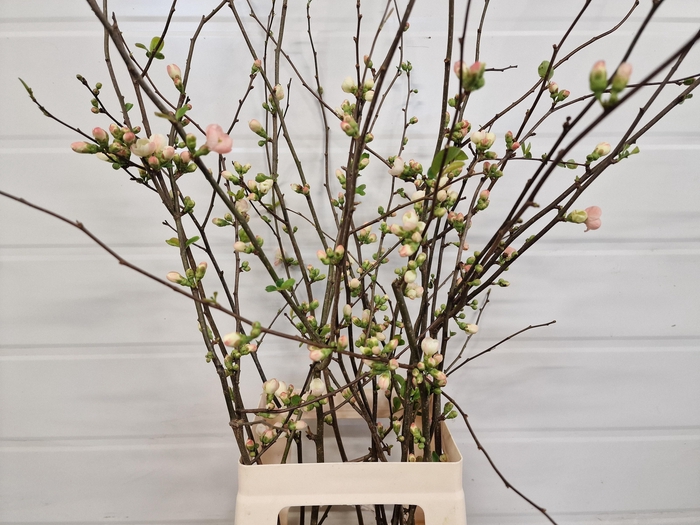 <h4>CHAENOMELES APPLE BLOSSOM 065CM</h4>