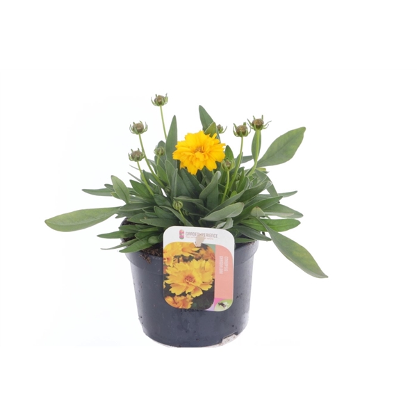 <h4>Coreopsis grand. Early Sunrise</h4>