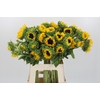 Helianthus Orange Fire