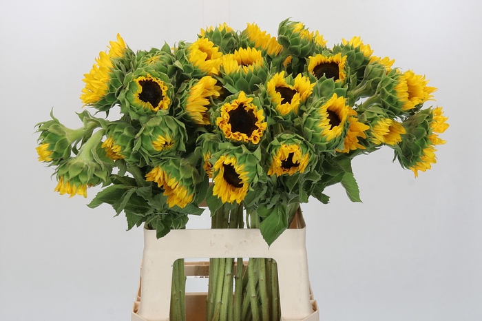 <h4>Helianthus Orange Fire</h4>