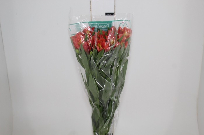 <h4>ALSTROEMERIA TROPICANA 080 CM</h4>