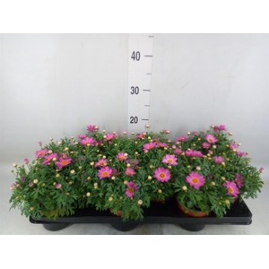 Argyranthemum  'La Rita Salmon'