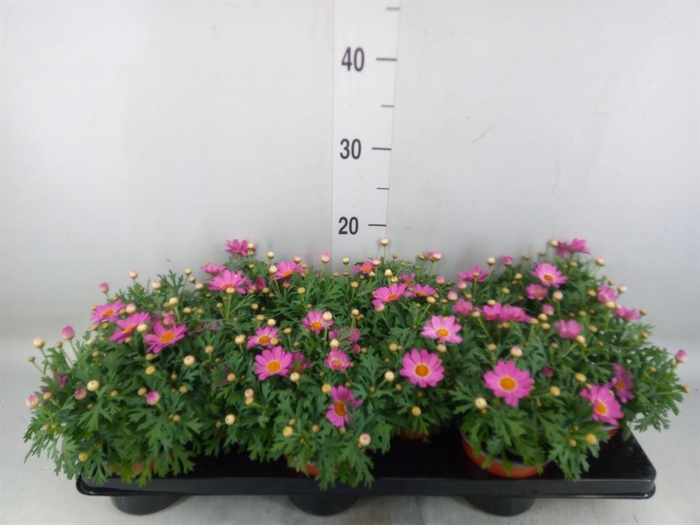 <h4>Argyranthemum  'La Rita Salmon'</h4>