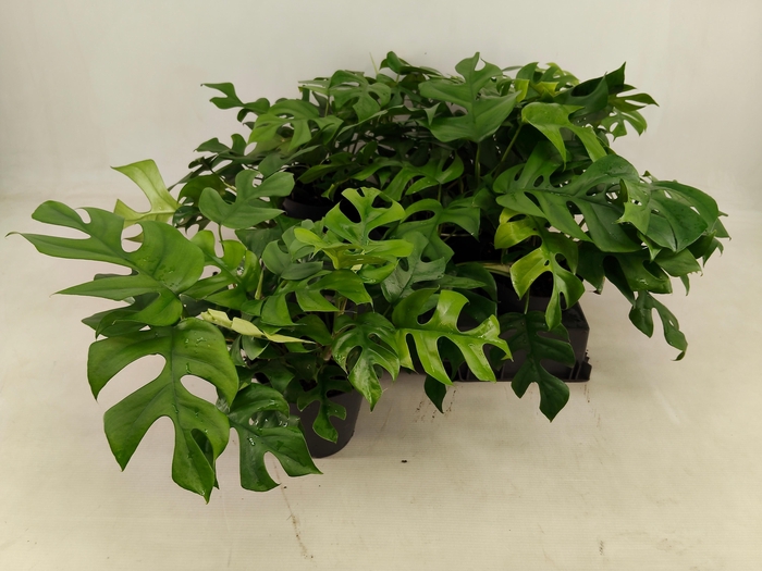 <h4>MONSTERA OV</h4>