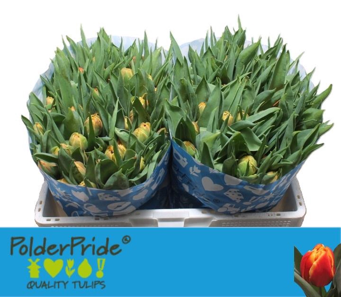 <h4>TU DU EDITION</h4>