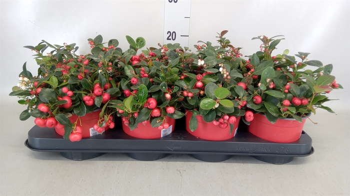 <h4>Gaultheria proc.</h4>