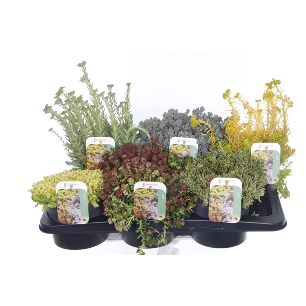 <h4>Sedum mix in tray</h4>