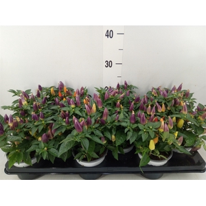 Capsicum annuum 'Acapulco Multicol'
