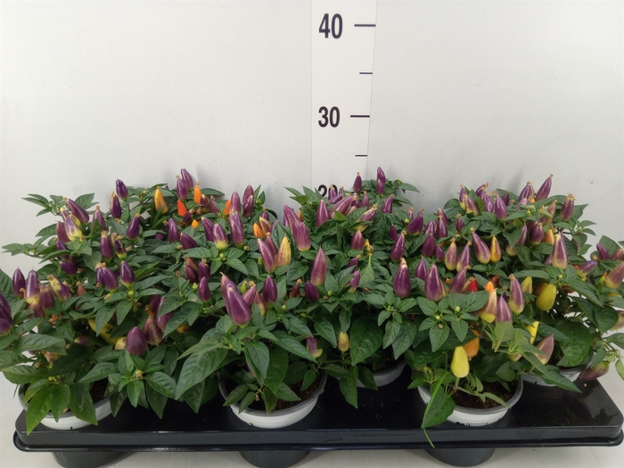 <h4>Capsicum annuum 'Acapulco Multicol'</h4>