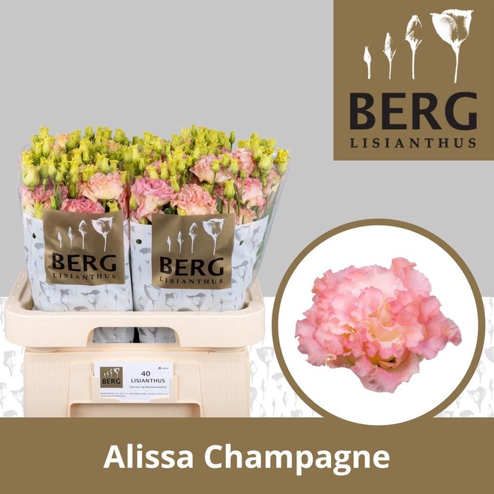 <h4>Lisianthus do alissa champagne</h4>