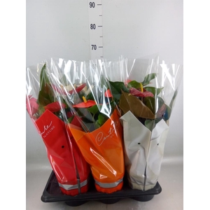 Anthurium   ...mix 4