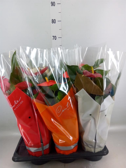 <h4>Anthurium   ...mix 4</h4>