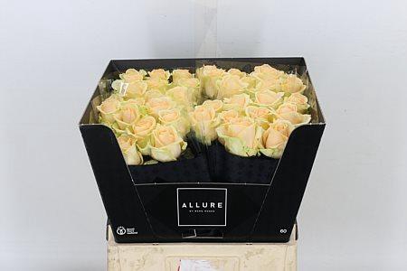 <h4>R GR AVALANCHE PEACH</h4>