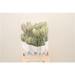 Tu Fr Du Purple Power