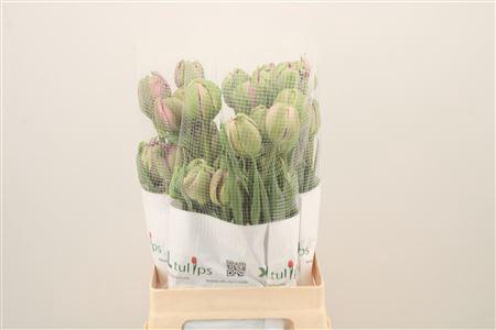 <h4>Tu Fr Du Purple Power</h4>