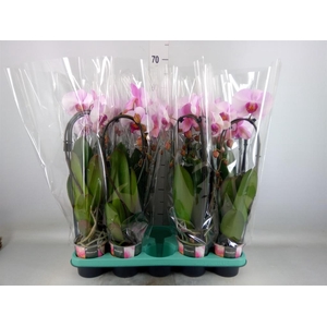 Phalaenopsis   ...
