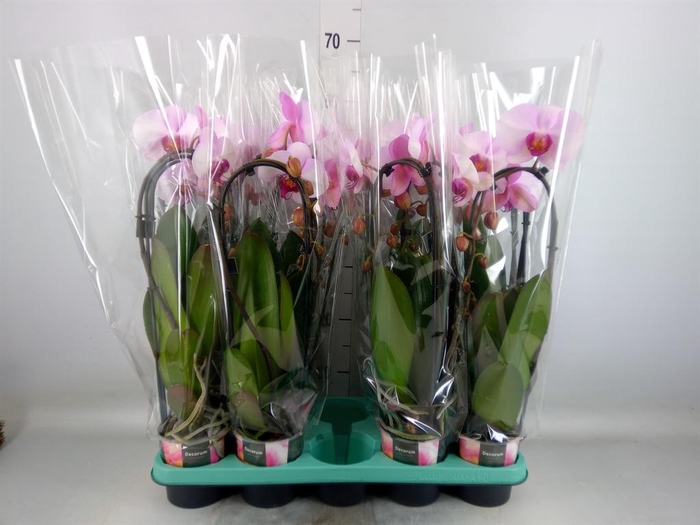 <h4>Phalaenopsis   ...</h4>