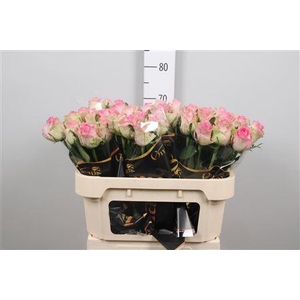 R Gr Brigitte Bardot