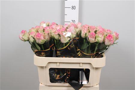 <h4>R Gr Brigitte Bardot</h4>