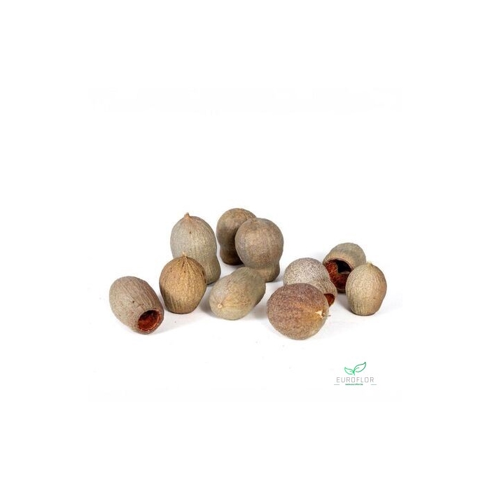 <h4>EUCALYPTUS BELLS NATUREL 1KG</h4>