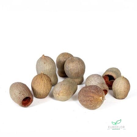 EUCALYPTUS BELLS NATUREL 1KG