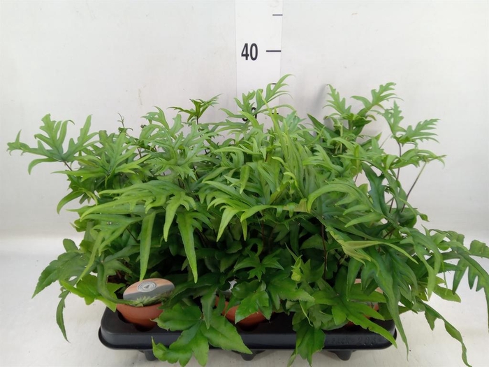 <h4>Doryopteris pedata</h4>