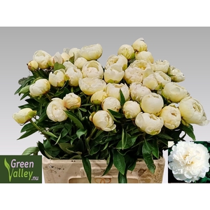 PAEO L FRINGED IVORY