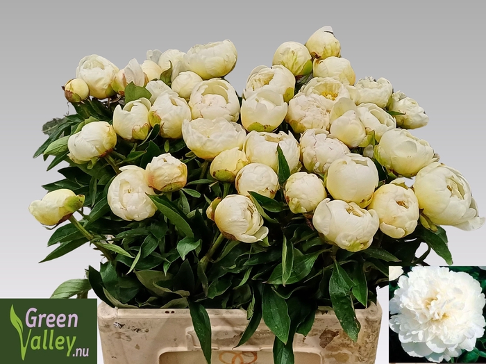 <h4>PAEO L FRINGED IVORY</h4>